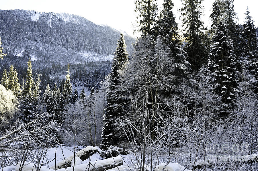 Winter Wonderland Photograph by Clayton Bruster
