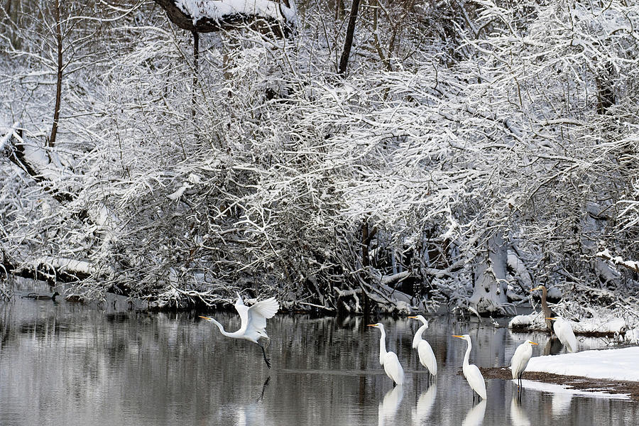 Winter Wonderland Photograph by Eilish Palmer