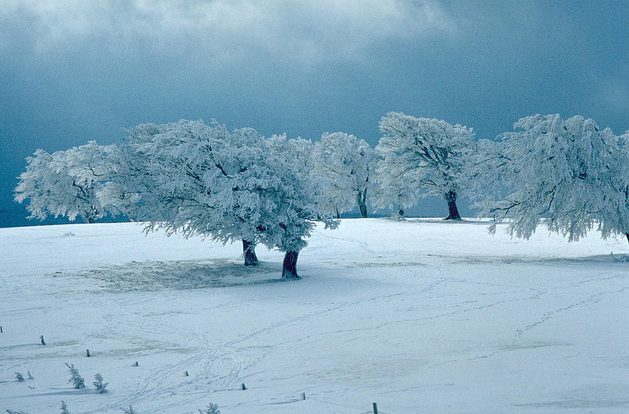 Winter wonderland Photograph by Flavia Westerwelle