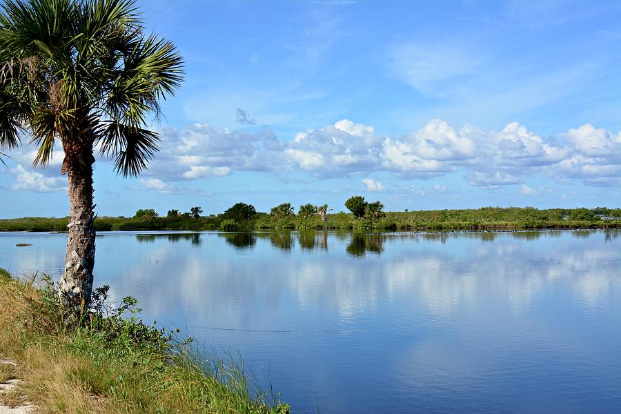 Winter Wonderland Florida Style Photograph by Carol Bradley