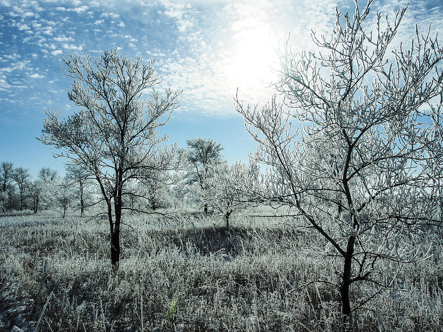 Winter Wonderland Photograph by Ian Johnson