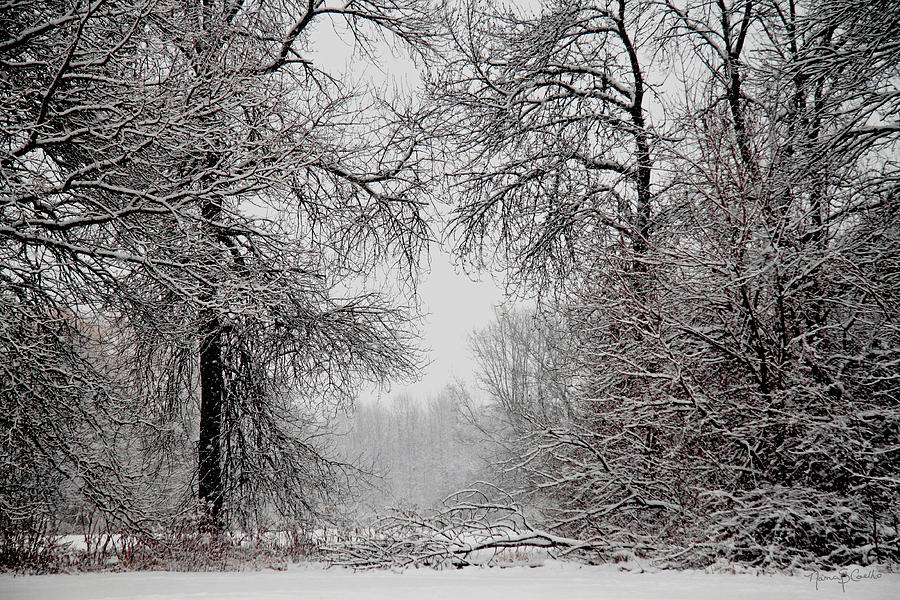 Winter Wonderland II Photograph by Nancy  Coelho