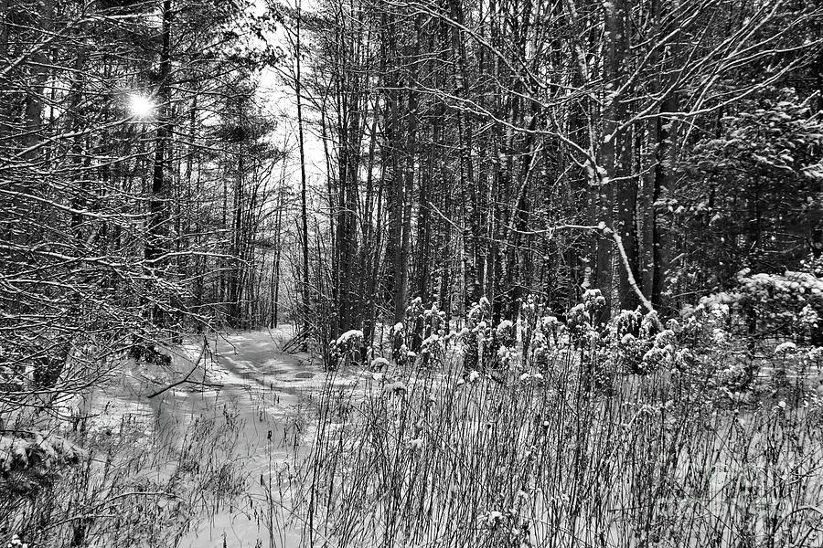 Winter Wonderland in Black and White Photograph by Sandra Huston