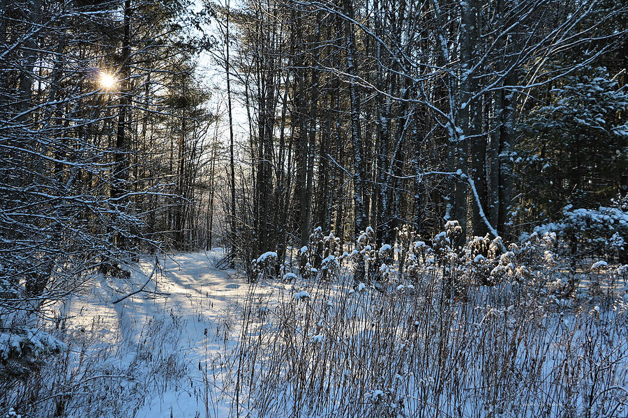 Winter Wonderland in Maine Photograph by Sandra Huston