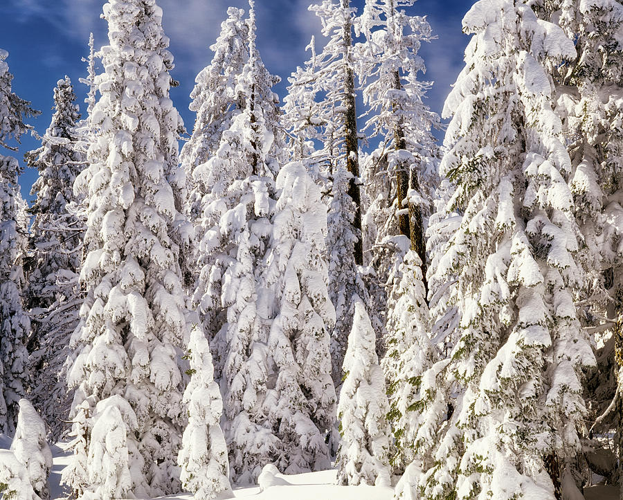 Winter wonderland in Oregon's Rogue River National Forest. Photograph ...