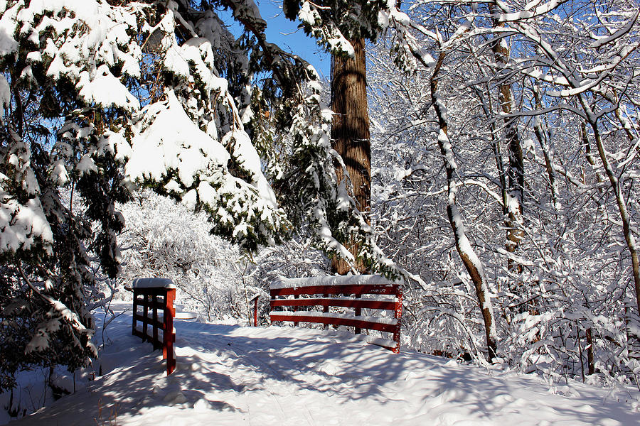 Winter Wonderland In Winona Lake Photograph