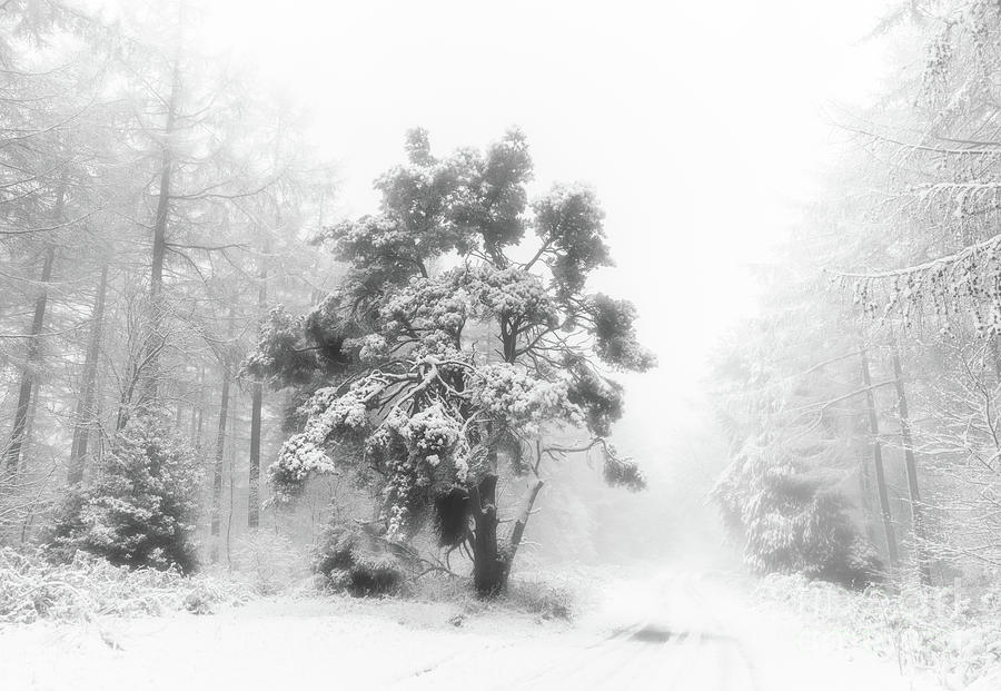 Winter Wonderland by Janet Burdon Winter Wonderland by Janet Burdon