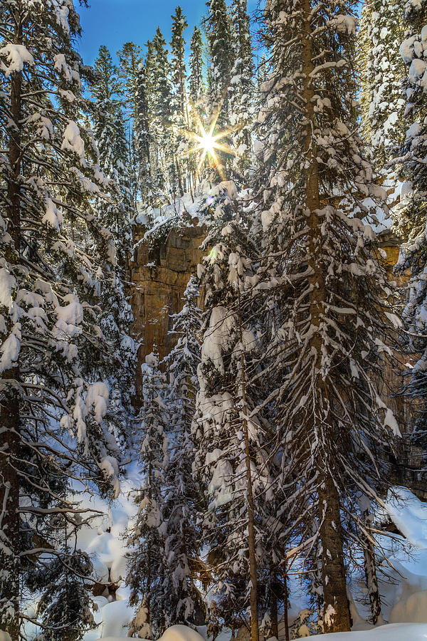 Winter Wonderland  Photograph by Jen Manganello