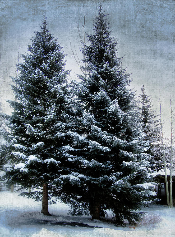 Tree Photograph - Winter Wonderland by Jim Hill