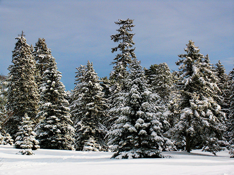 Winter Wonderland Photograph by Juergen Roth