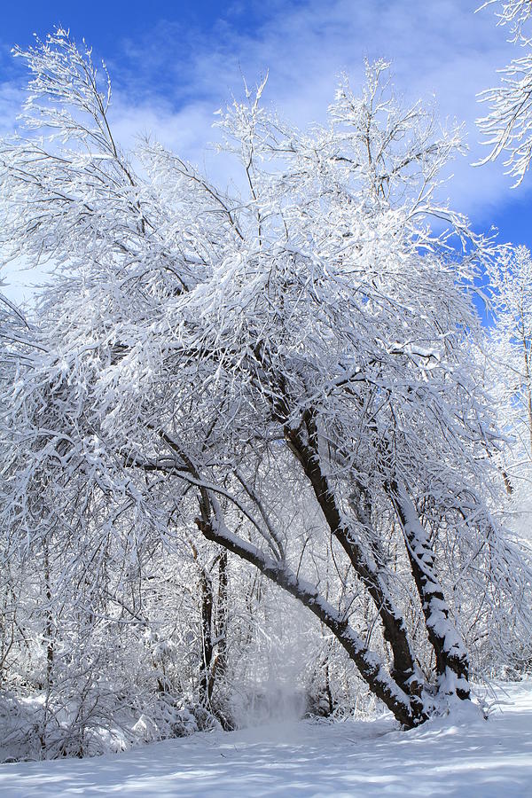 Winter Wonderland Photograph by Karen Ruhl