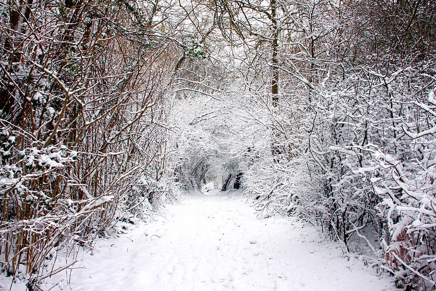 Winter Photograph - Winter Wonderland by Kyle Hillman