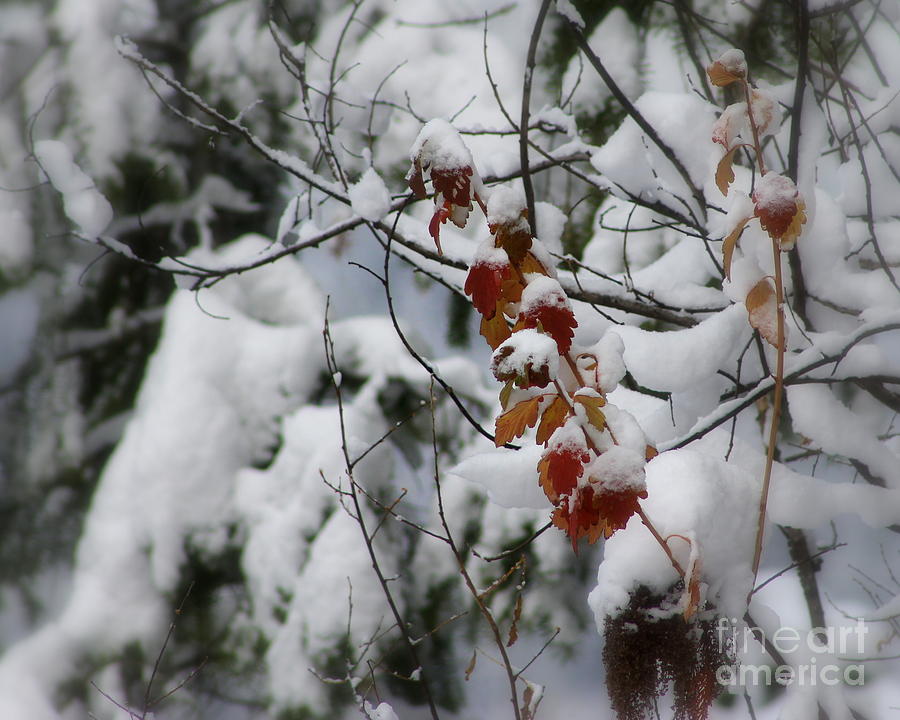 Winter Wonderland Photograph by Leone Lund