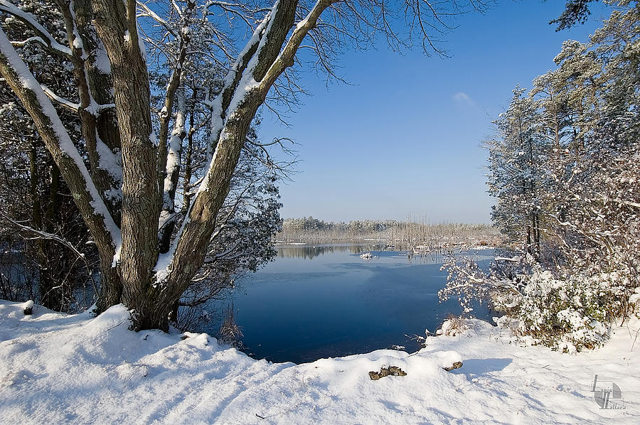 Winter Wonderland Photograph by Louis Dallara