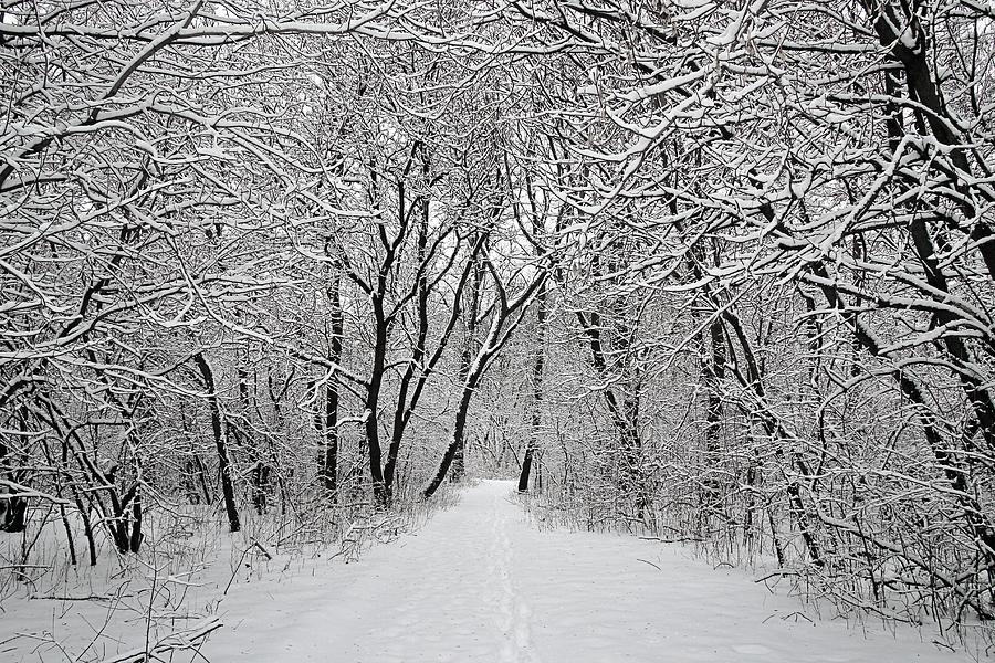 Winter Wonderland Photograph by Mitch Kite