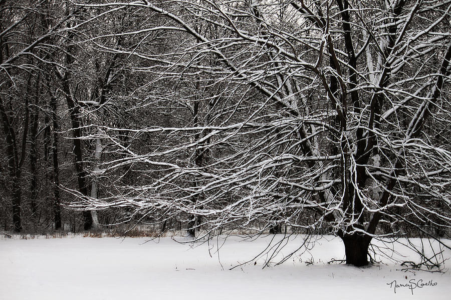 Winter Wonderland Photograph by Nancy  Coelho