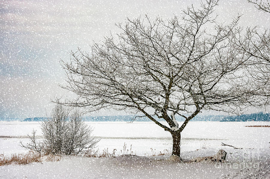 Winter Wonderland On A Frozen Lake Photograph