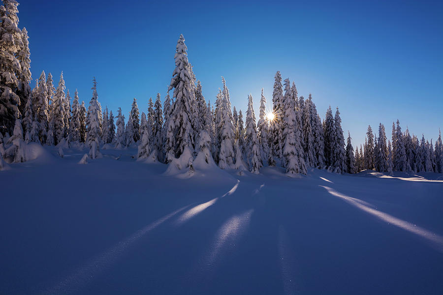 Winter Wonderland Photograph by Pelo Blanco Photo