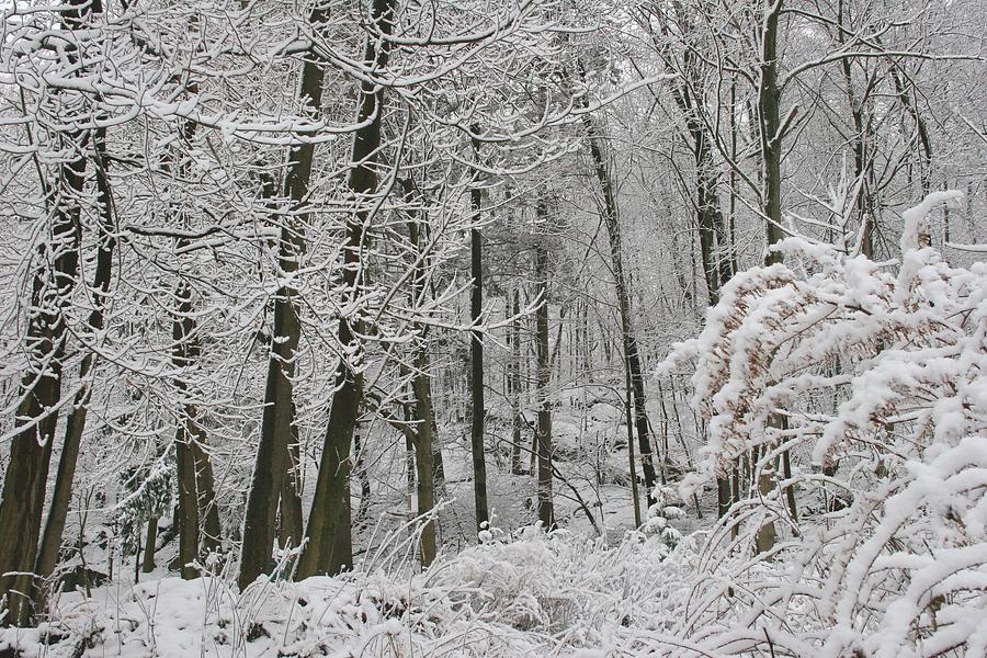 Winter Wonderland Photograph by Polly Castor
