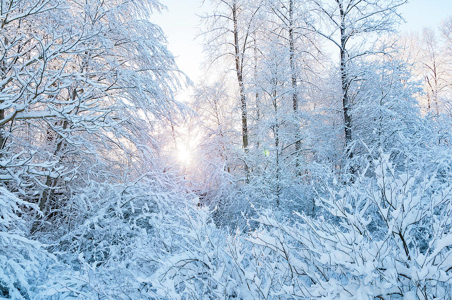 Winter Wonderland Photograph by Sandra Sigfusson
