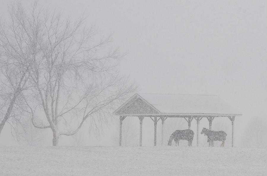 Winter Wonderland Shelter Photograph by Greg Hayhoe
