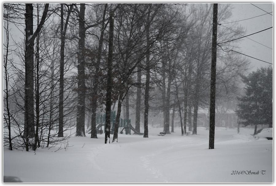 Winter Wonderland Photograph by Sonali Gangane