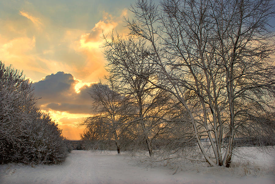 Winter Wonderland Photograph by Terence Davis