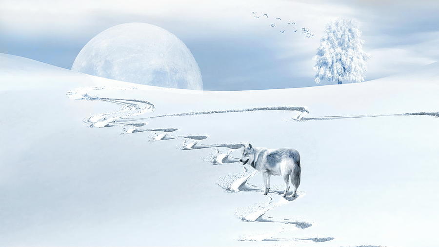 Winter Wonderland - Wolf Photograph by Andrea Kollo