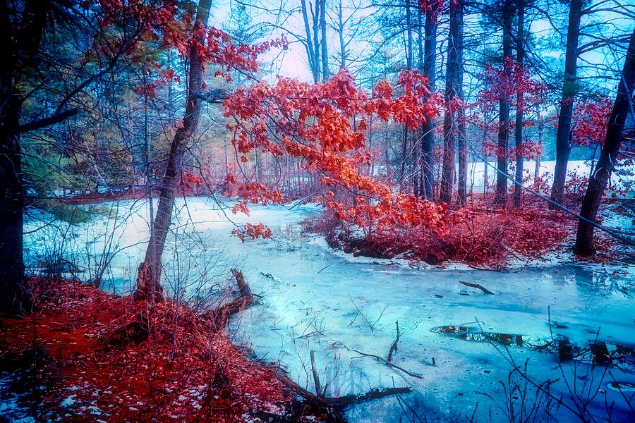 Winter Wonders 5 Photograph by Lilia S