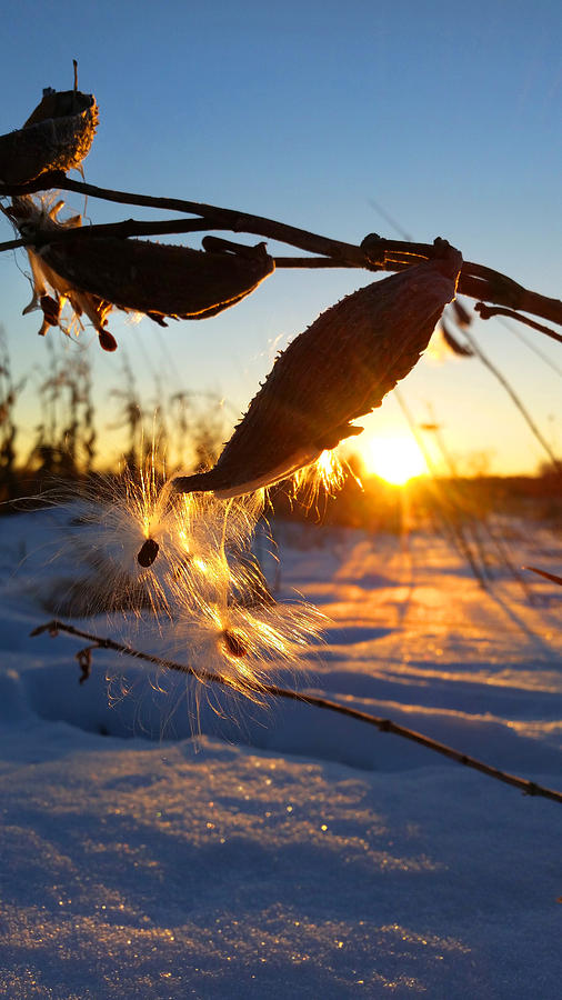 Winter Wonders Photograph by Brook Burling