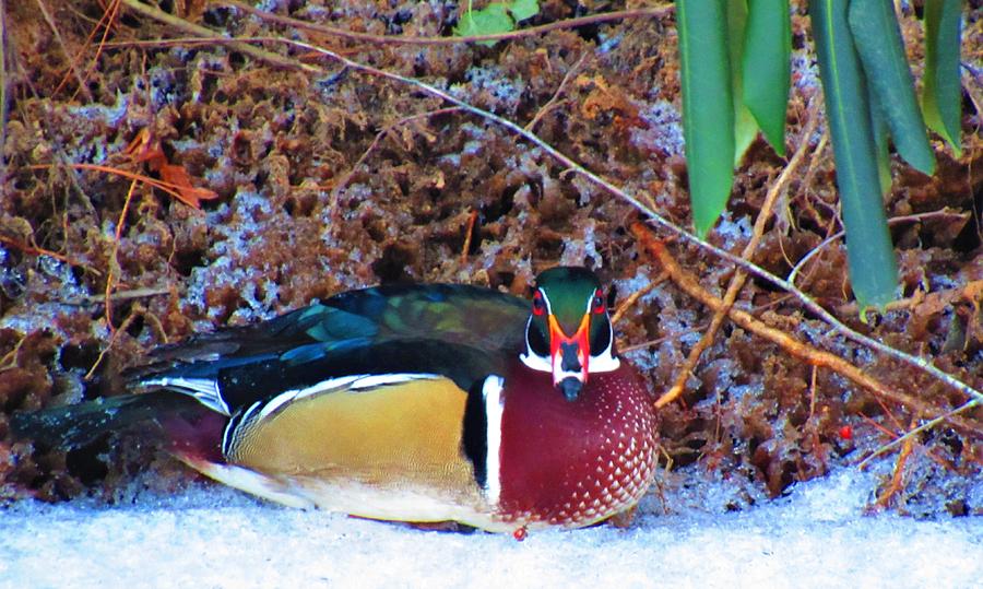 Winter Wood Duck Photograph by Joshua Bales
