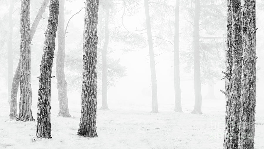 Tree Photograph - Winter Woodland by Janet Burdon