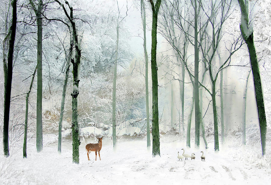 Winter Woodland Photograph by Jessica Jenney