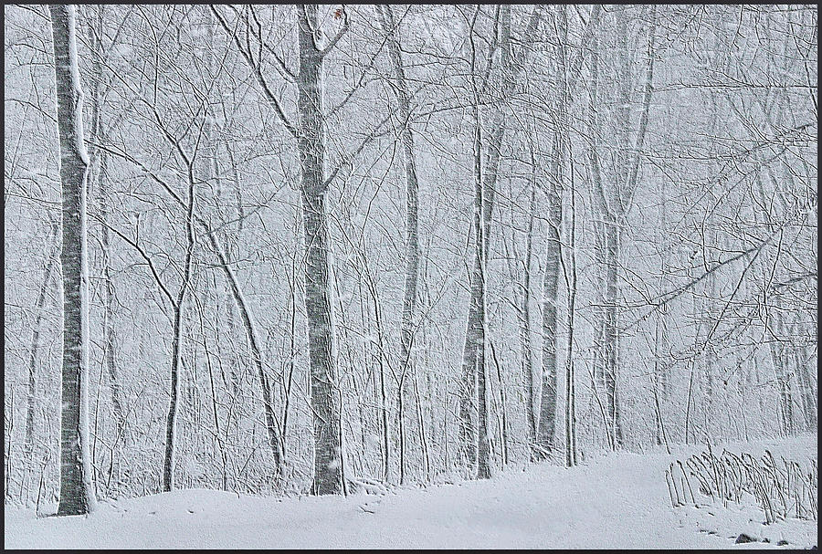 Winter Woodland Digital Art by Kristin Elmquist
