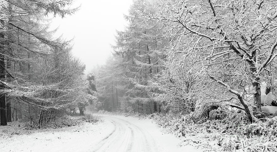 Winter Woodland Photograph by Richard Burdon