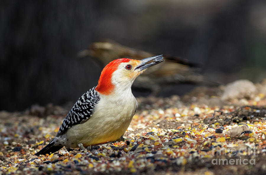 Yellow Bellied Woodpecker Photograph
