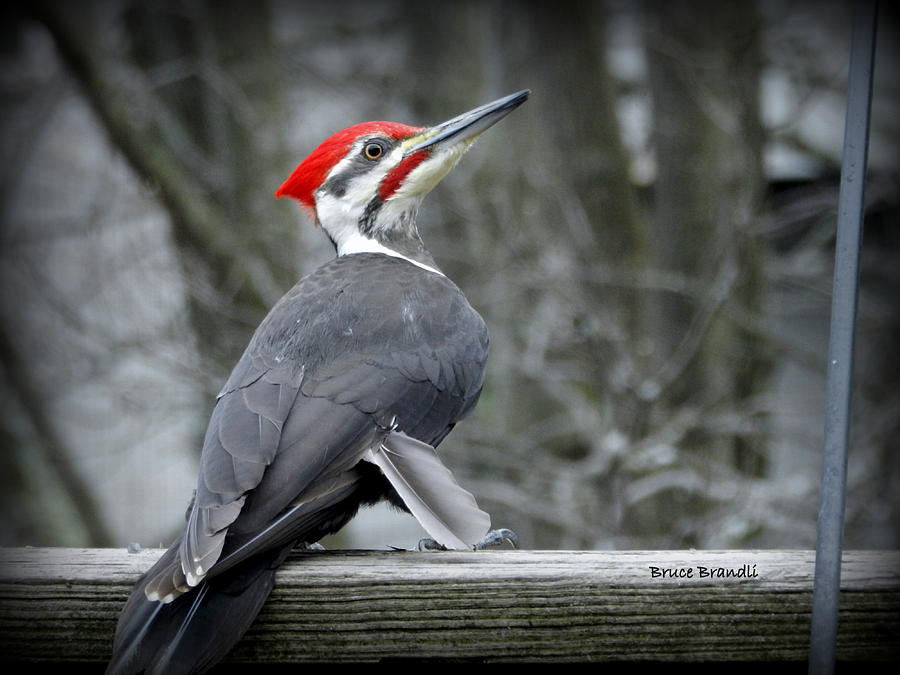 Winter Woodpecker Photograph by Bruce Brandli - Fine Art America