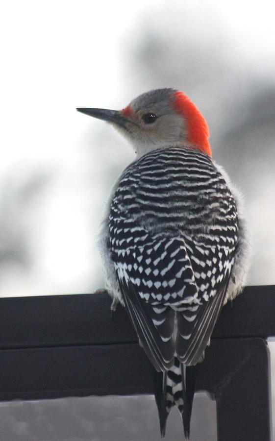 Woodpecker Photograph - Winter Woodpecker by Diane Merkle