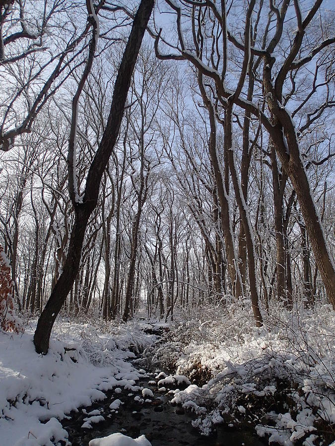 Winter Woods 3 Photograph by Robert Nickologianis