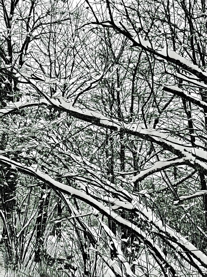Tree Digital Art - Winter Woods 5 Black and White  by Brenda Plyer