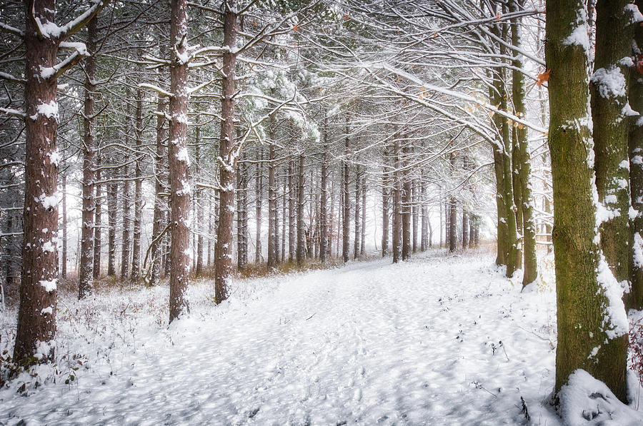 Winter Woods and Path -  Retzer Nature Center  Photograph by Jennifer Rondinelli Reilly - Fine Art Photography