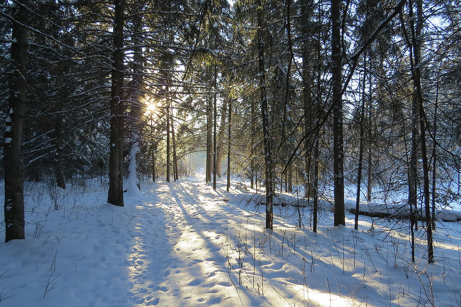 Winter Photograph - Winter Woods by Earth Garden Art