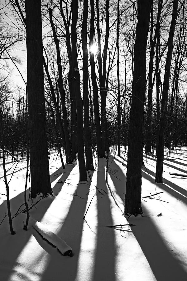 Winter Woods Black And White Photograph by Debbie Oppermann