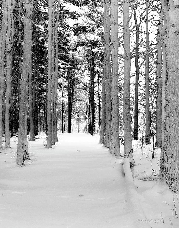 Winter Woods Photograph by Coke Mattingly