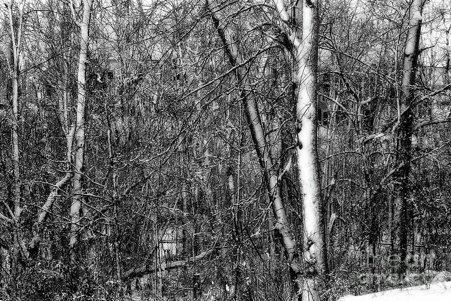 Winter Woods Photograph by Karen Adams