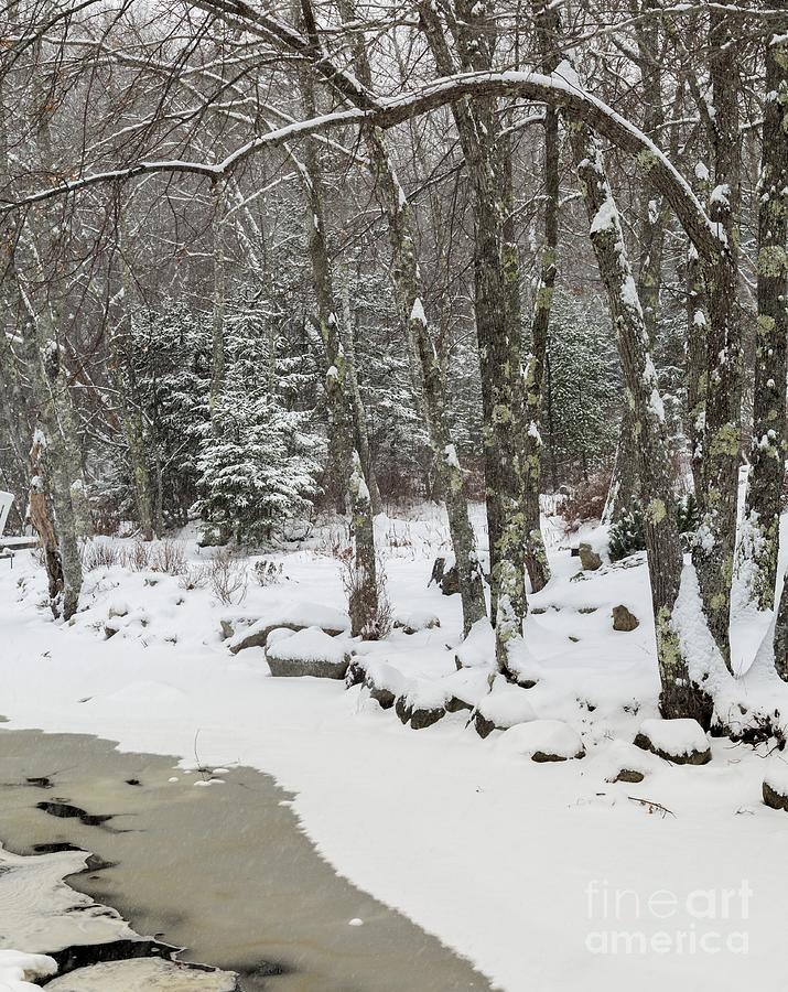 Winter Woods Photograph by Karin Pinkham