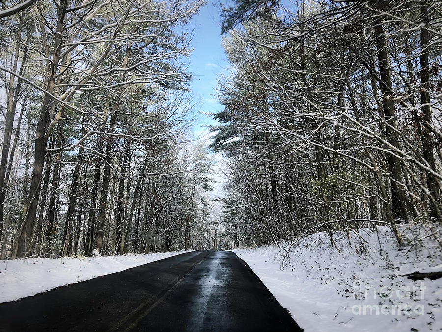 Winter Woods  Photograph by Kerri Farley