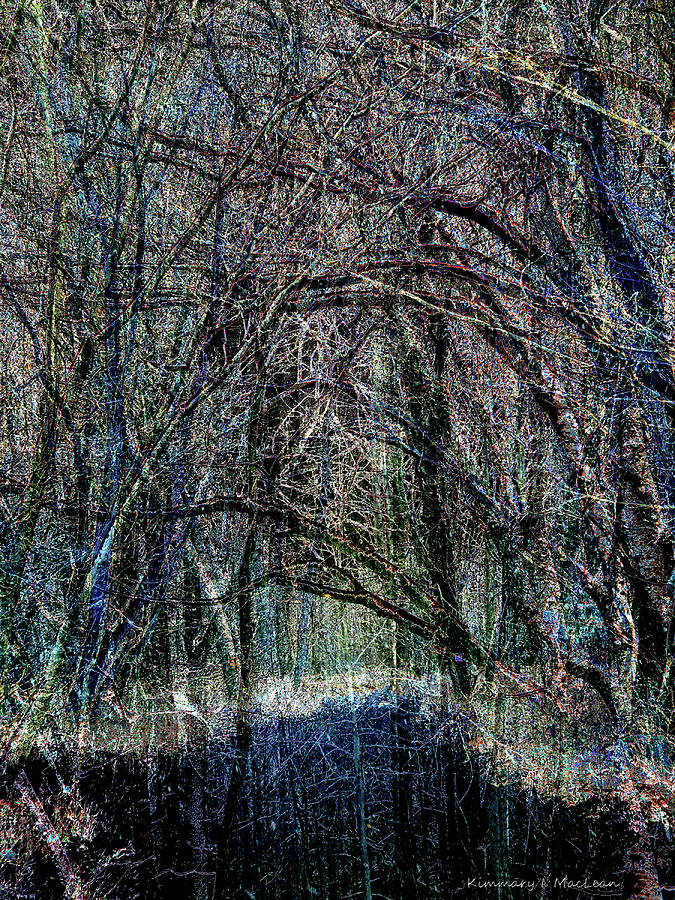 Winter Woods Digital Art by Kimmary MacLean