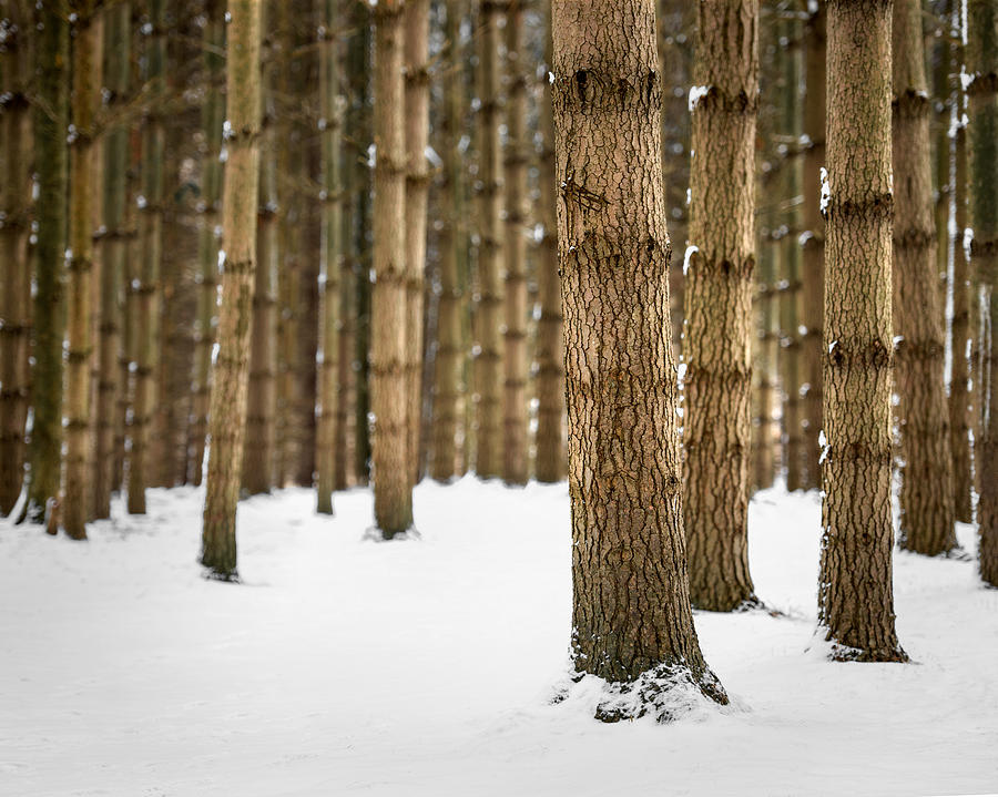 Winter Woods Photograph by Matt Hammerstein