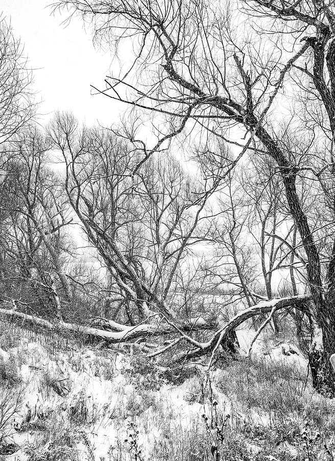 Winter Woods On A Stormy Day 2 bw Photograph by Steve Harrington